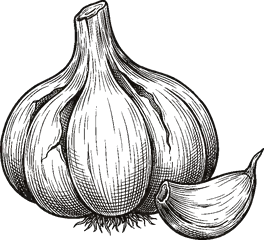 Ilustración: ajo